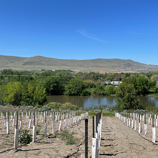 Vineyard with Yakima River in Background